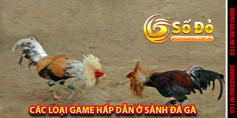 Các loại game hấp dẫn ở sảnh đá gà 