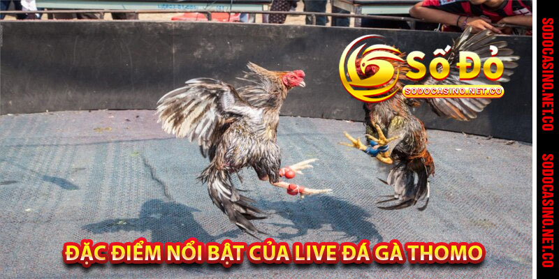 Đặc Điểm Nổi Bật Của Live Đá Gà Thomo 