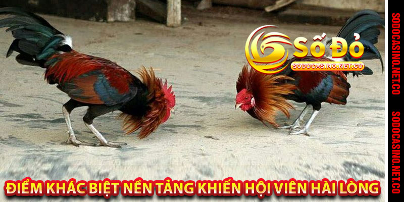 Điểm khác biệt nền tảng khiến hội viên hài lòng 