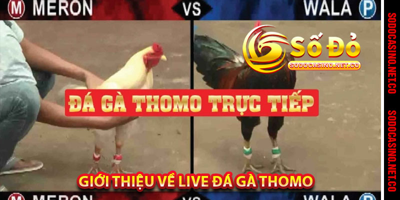 Giới Thiệu Về Live Đá Gà Thomo 