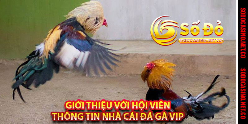 Giới thiệu với hội viên thông tin nhà cái đá gà VIP 