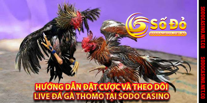 Hướng Dẫn Đặt Cược Và Theo Dõi Live Đá Gà Thomo Tại Sodo casino 